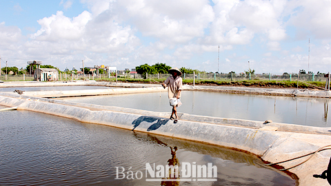 Nghĩa Hưng (Nam Định): Phát triển thế mạnh nuôi thủy sản (2016)